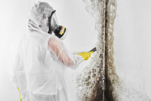 Reliable Folsom, NJ Mold Removal Solutions