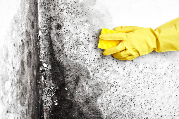 Best Toxic Mold Removal  in Folsom, NJ