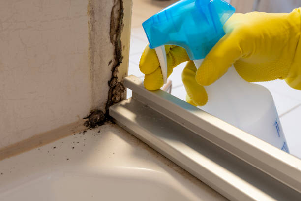 Best Mold Removal and Inspection  in Folsom, NJ