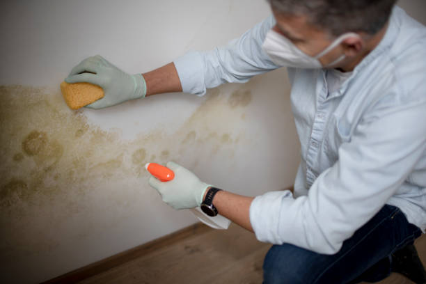 Attic Mold Removal in Folsom, NJ