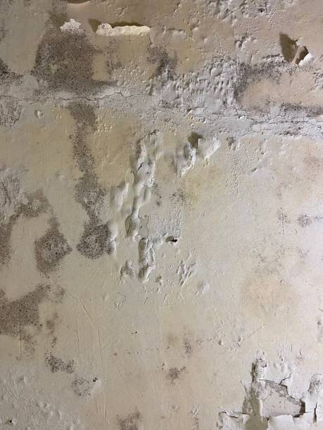 Best Emergency Mold Removal  in Folsom, NJ
