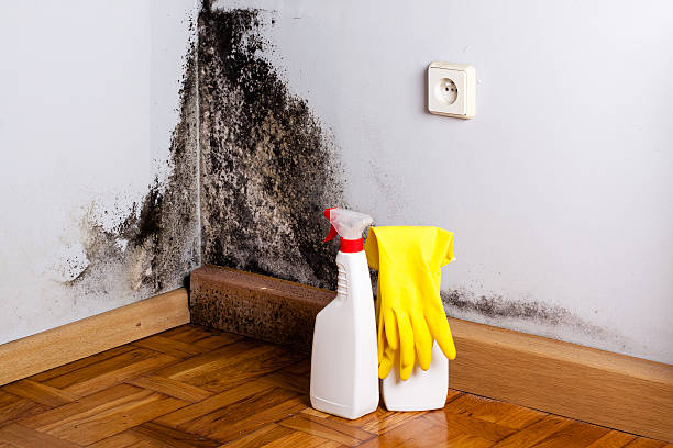 Best Certified Mold Removal  in Folsom, NJ