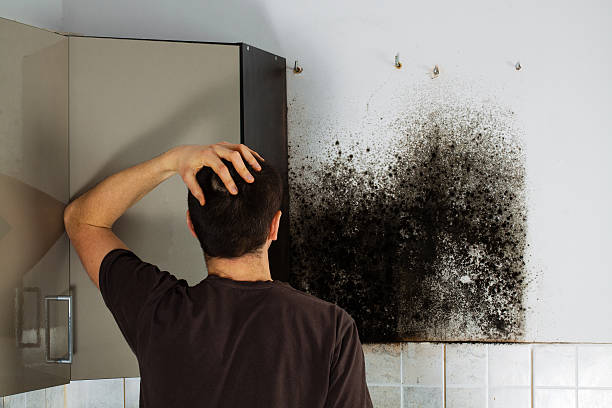 Best Mold Removal Specialists  in Folsom, NJ