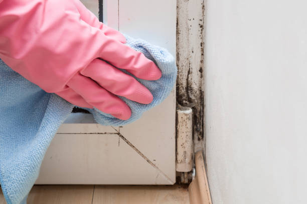 Best Mold Cleaning Services  in Folsom, NJ